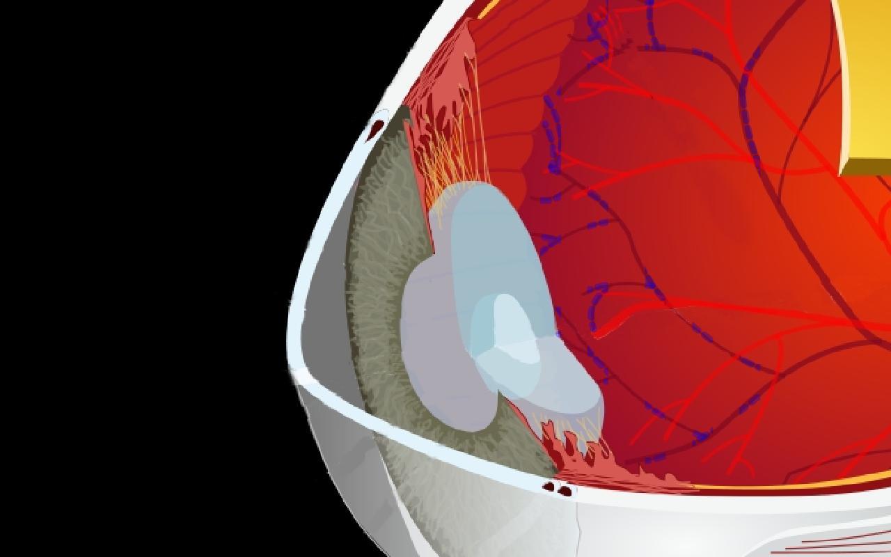 fiziologia ochiului pierderea vederii în bucăți